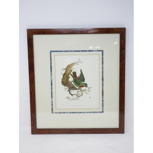 251 - Five framed reproductions of Lorikeets, a Parrot and a Quetzel in walnut frames I 8 x 6 1/2 in