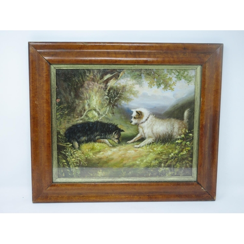 259 - Manner of GEORGE ARMFIELD.'Terriers Ratting', oil on board, in maple frame 12in x 9 1/2in