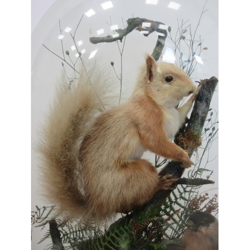 428 - A 19th Century taxidermy glass Dome displaying a Red Squirrel and Bullfinch (glass A/F) 1ft 5in H x ... 