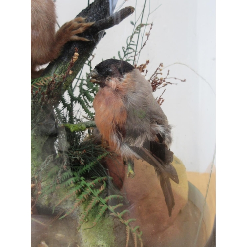 428 - A 19th Century taxidermy glass Dome displaying a Red Squirrel and Bullfinch (glass A/F) 1ft 5in H x ... 