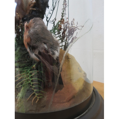 428 - A 19th Century taxidermy glass Dome displaying a Red Squirrel and Bullfinch (glass A/F) 1ft 5in H x ... 