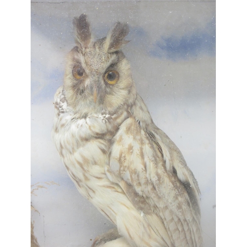 102 - An antique taxidermy Case displaying a Long-eared Owl (glass A/F) 1ft 4in H x 11in W