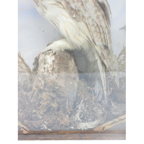 102 - An antique taxidermy Case displaying a Long-eared Owl (glass A/F) 1ft 4in H x 11in W