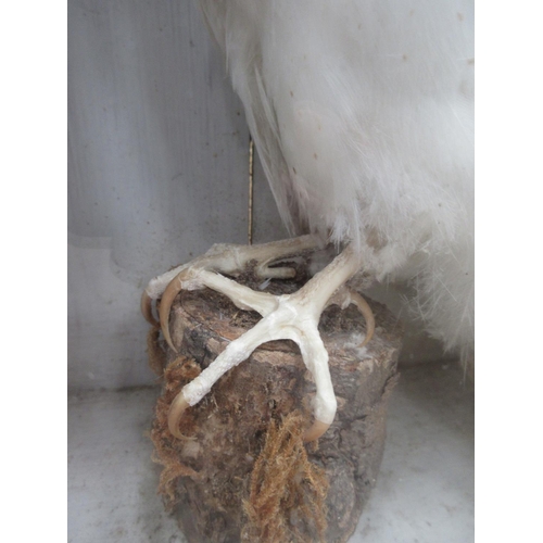 504 - An antique taxidermy Case displaying a mounted Barn Owl 1ft 2 1/2in H x 10 1/2in W