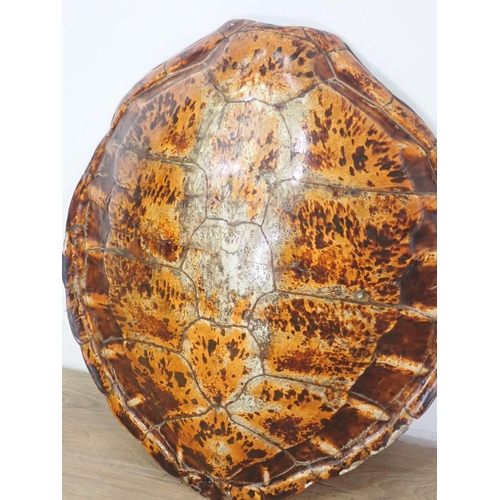 123 - An antique Green Turtle Shell with Article 10 exemption for commercial activities license 2ft 2in L ... 