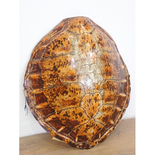 123 - An antique Green Turtle Shell with Article 10 exemption for commercial activities license 2ft 2in L ... 