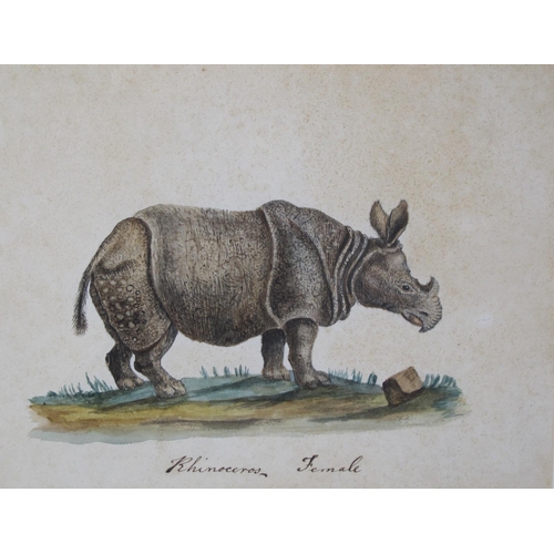 502 - ENGLISH SCHOOL, 19th CENTURY. Study of a Rhinoceros in a Landscape, inscribed 'Rhinoceros Female', w... 