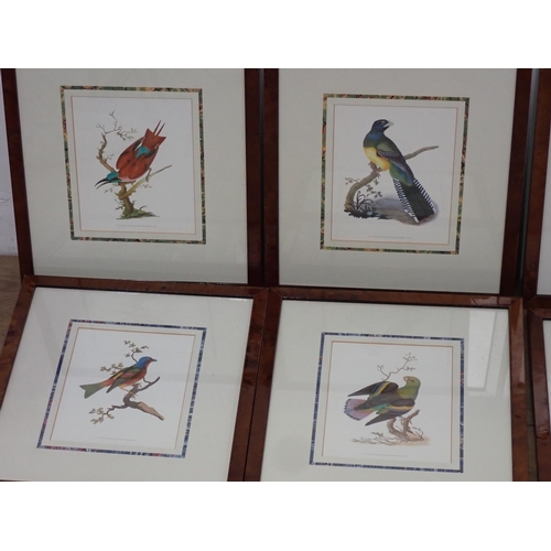 619 - Seven framed colour reproductions of Parrots, Sunbird and Quetzel