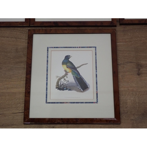 619 - Seven framed colour reproductions of Parrots, Sunbird and Quetzel