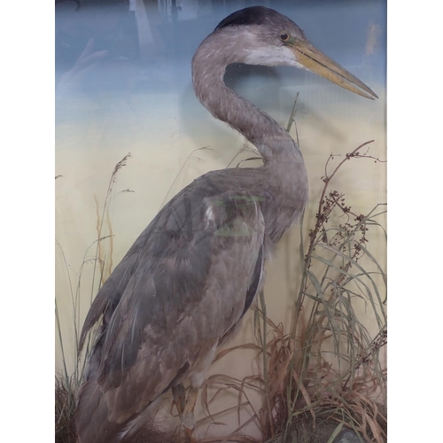 70 - A 19th Century taxidermy Case displaying a Grey Heron with painted background amongst rushes 2ft 9in... 