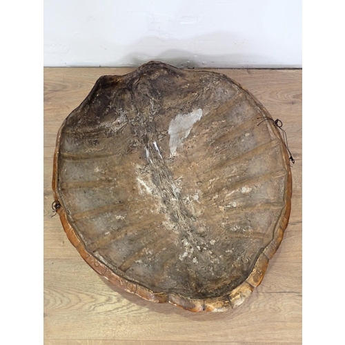 123 - An antique Green Turtle Shell with Article 10 exemption for commercial activities license 2ft 2in L ... 