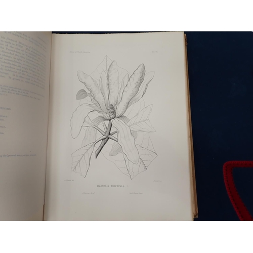 13 - SARGENT Charles Sprague, The Silva of North America, illustrated with figures drawn from nature by C... 