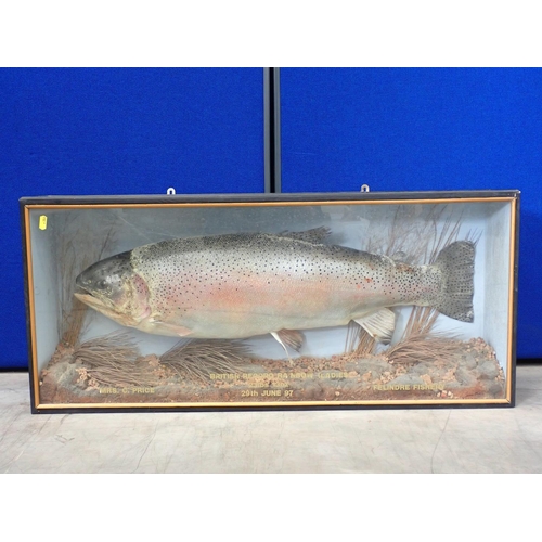 450 - An ebonised and glazed taxidermy Case displaying the record Rainbow Trout caught by a woman, Mrs G. ... 