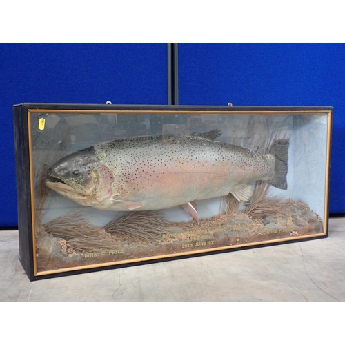 450 - An ebonised and glazed taxidermy Case displaying the record Rainbow Trout caught by a woman, Mrs G. ... 