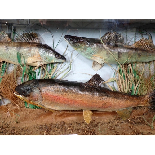 451 - A glazed taxidermy Case displaying two Zander and a Rainbow Trout 2ft 4in W x 1ft 1in H