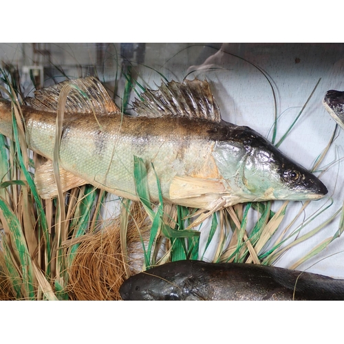 451 - A glazed taxidermy Case displaying two Zander and a Rainbow Trout 2ft 4in W x 1ft 1in H