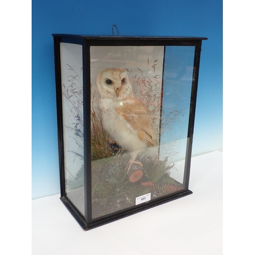 485 - An antique glazed and ebonised taxidermy Case displaying a juvenile Barn Owl perched on branch among... 