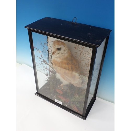 485 - An antique glazed and ebonised taxidermy Case displaying a juvenile Barn Owl perched on branch among... 