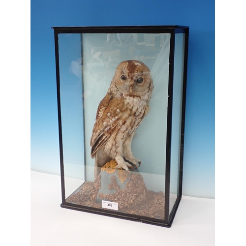 486 - An ebonised and glazed taxidermy Case displaying a Tawny Owl perched on rock, bearing paper label re... 