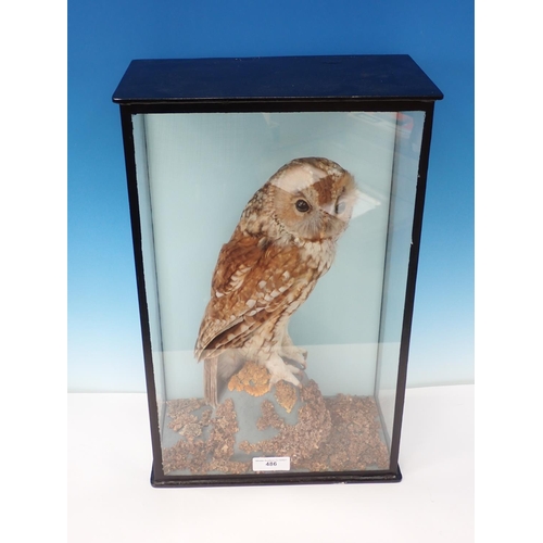 486 - An ebonised and glazed taxidermy Case displaying a Tawny Owl perched on rock, bearing paper label re... 