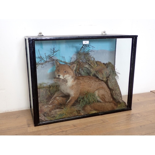 487 - An antique taxidermy Case displaying a Fox with cockerel prey 2ft 9in W x 2ft 1in H