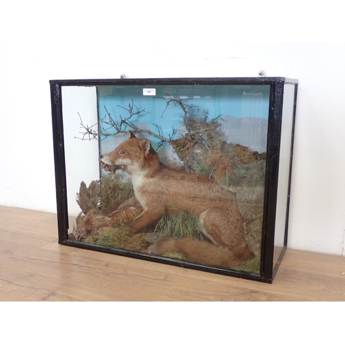 487 - An antique taxidermy Case displaying a Fox with cockerel prey 2ft 9in W x 2ft 1in H