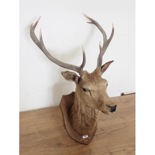 488 - A taxidermy neck mounted 8 point Red Stag head on oak shield, Ben More 1904