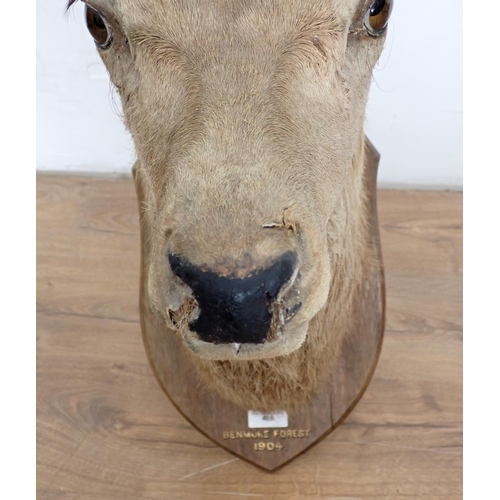 488 - A taxidermy neck mounted 8 point Red Stag head on oak shield, Ben More 1904