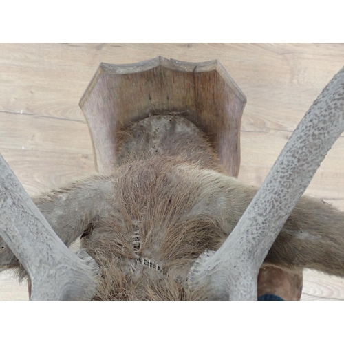 488 - A taxidermy neck mounted 8 point Red Stag head on oak shield, Ben More 1904