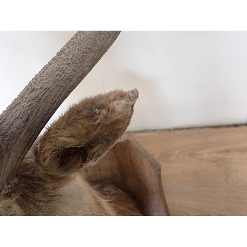 488 - A taxidermy neck mounted 8 point Red Stag head on oak shield, Ben More 1904