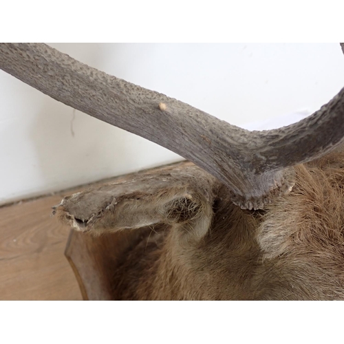 488 - A taxidermy neck mounted 8 point Red Stag head on oak shield, Ben More 1904