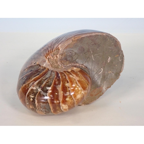 514 - A large polished Nautilus Shell 6in L