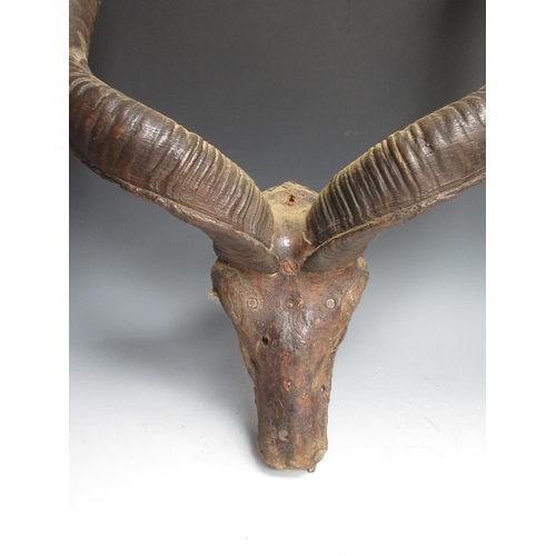 517 - A set of African Kudu Horns on top of skull 2ft 8in W