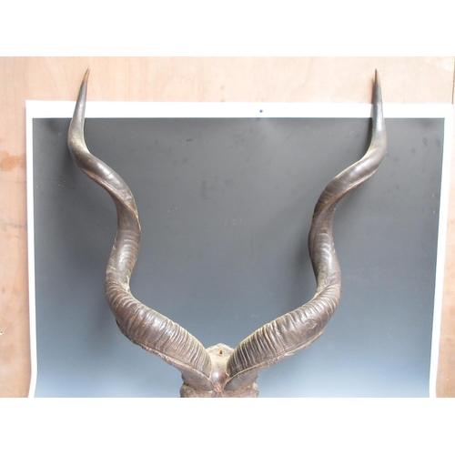 517 - A set of African Kudu Horns on top of skull 2ft 8in W