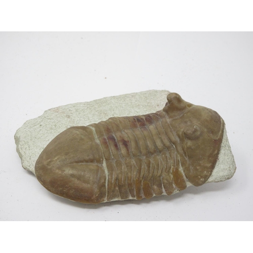 519 - A Fossil Asophus genus Trilobite from the Ordovician Period 5in L and Jurassic Fossil group of three... 