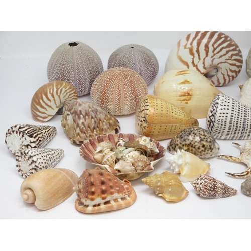 520 - A collection of twenty two larger Sea Shells, a quantity of smaller Shells and three Urchins