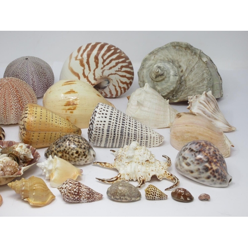 520 - A collection of twenty two larger Sea Shells, a quantity of smaller Shells and three Urchins