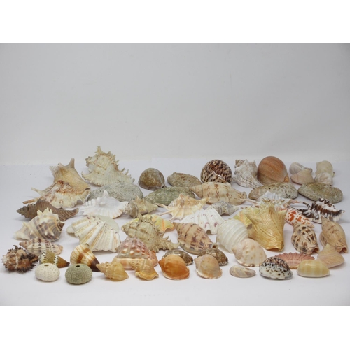 521 - A collection of approximately sixty smaller Sea Shells