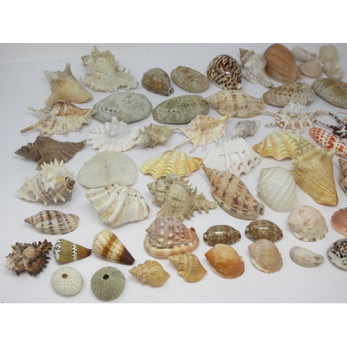 521 - A collection of approximately sixty smaller Sea Shells