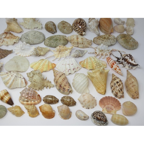 521 - A collection of approximately sixty smaller Sea Shells