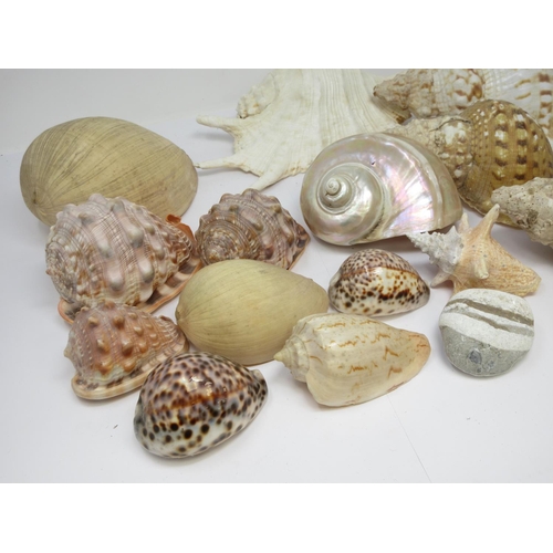 522 - A collection of fourteen larger Sea Shells