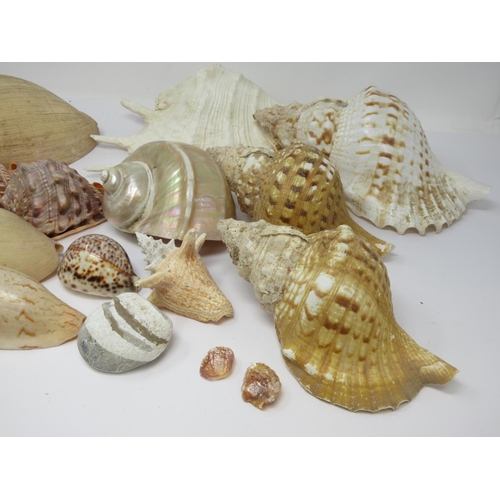 522 - A collection of fourteen larger Sea Shells