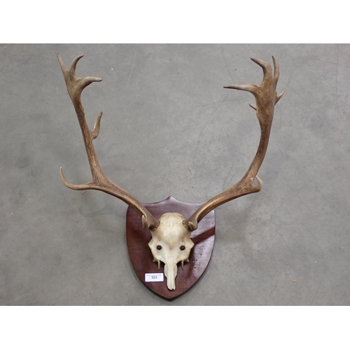 523 - A set of Fallow Buck Antlers on mahogany shield