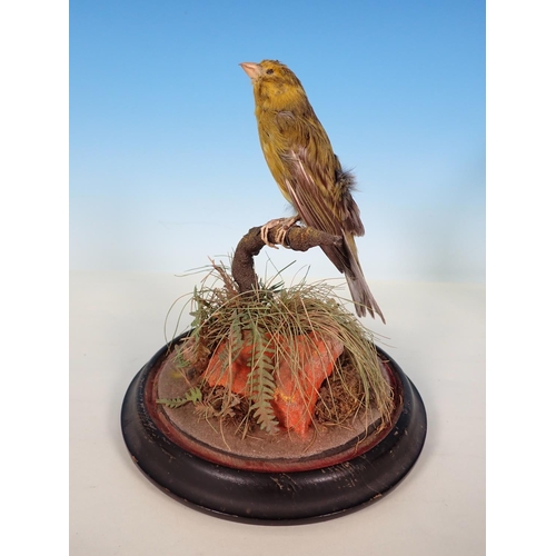 526 - An antique taxidermy Border Canary under glass dome on ebonised base 9in H