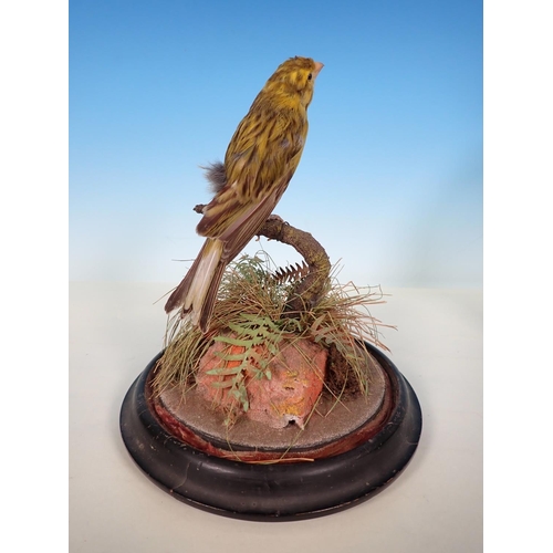 526 - An antique taxidermy Border Canary under glass dome on ebonised base 9in H