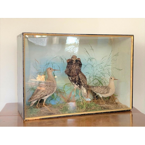 527 - An antique taxidermy ebonised and glazed Case displaying a trio of Ruff including a male in breeding... 