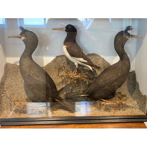 528 - An ebonised and glazed taxidermy Case displaying a pair of Shags in breeding plumage and an Oysterca... 