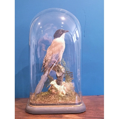 529 - A taxidermy specimen of a perched Azure Winged Magpie under glass dome on ebonised base