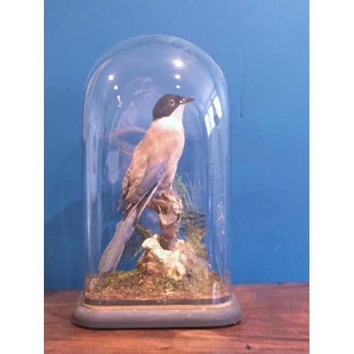 529 - A taxidermy specimen of a perched Azure Winged Magpie under glass dome on ebonised base