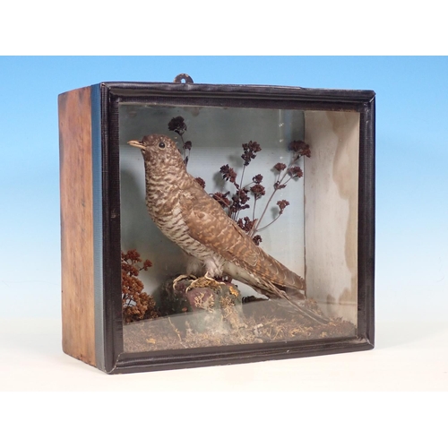 530 - An antique glazed taxidermy Case displaying a juvenile Cuckoo on naturalistic base 11 1/2in W x 10 1... 